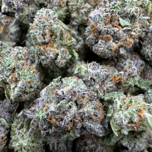 AMG Popcorn (7 Grams) *FREE GIFT*