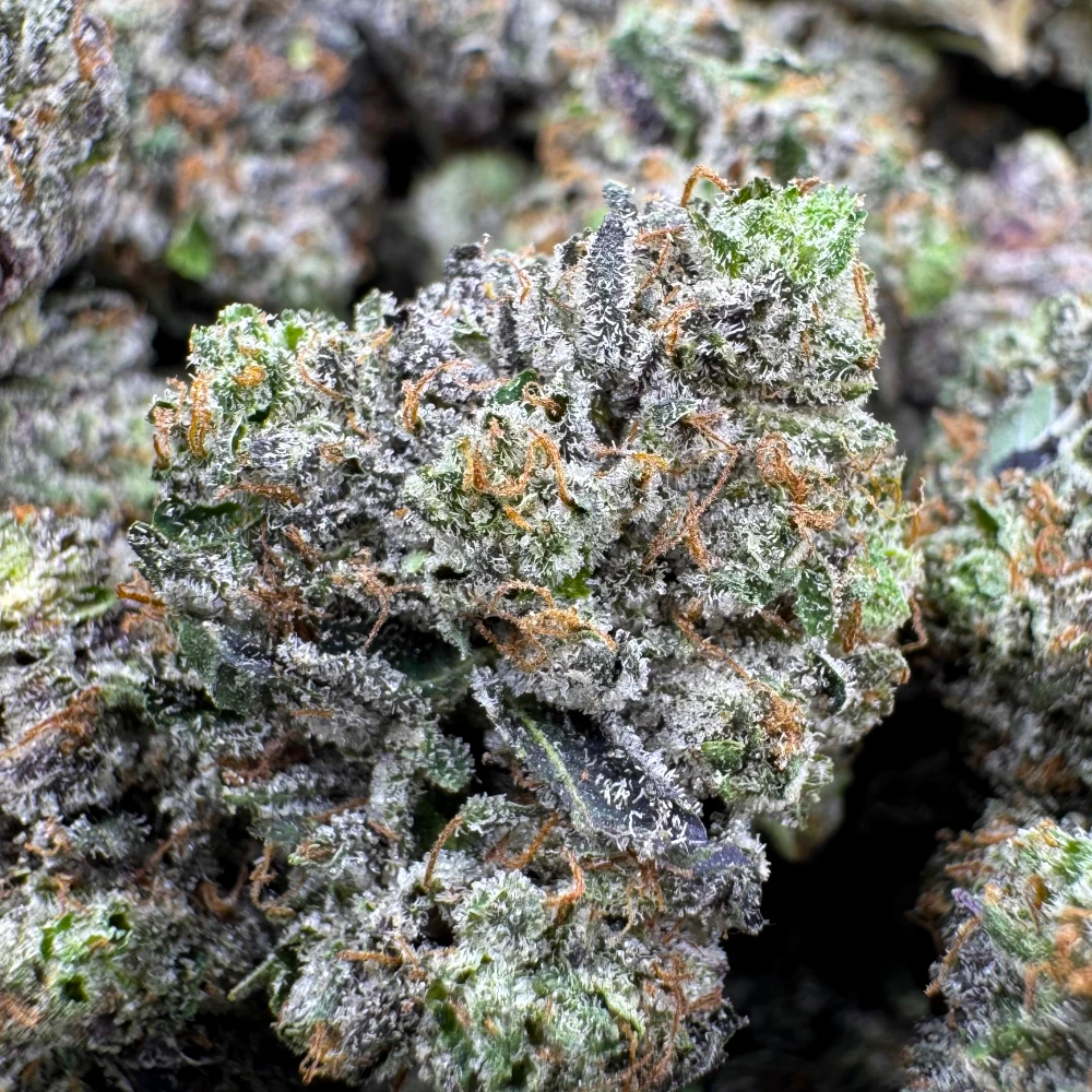 LSO East Van Rockstar Mediums