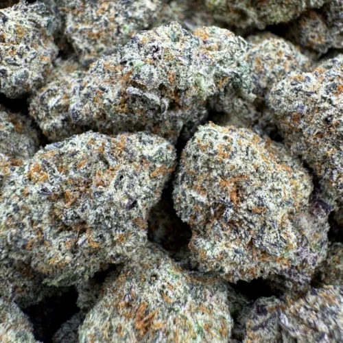 Purple Lotus