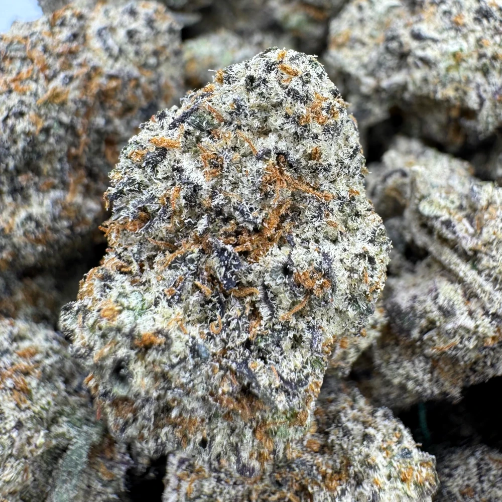 Purple Lotus